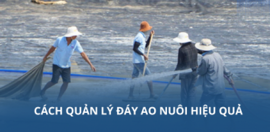 Cách quản lý đáy ao nuôi hiệu quả